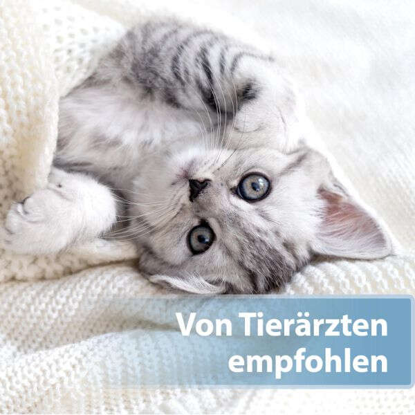 Felisept Katzenohrpflege-Pads